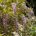 Villa Rose Garden