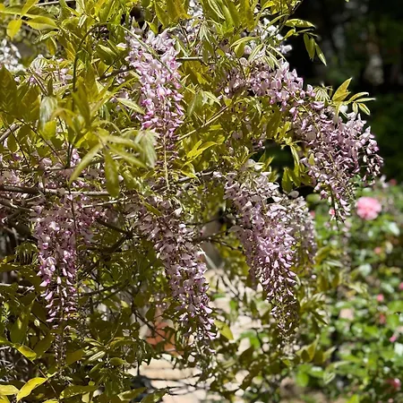 Villa Rose Garden